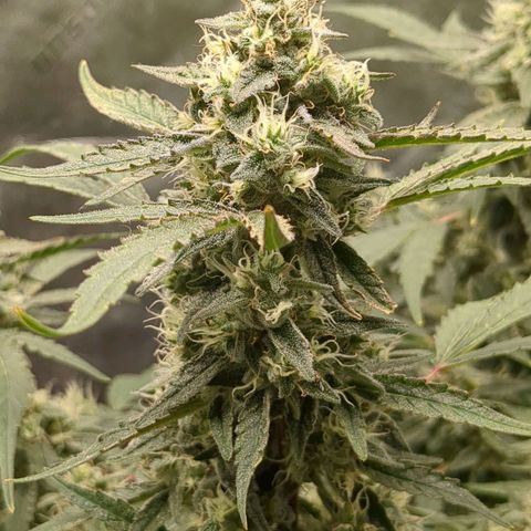 Juicy Fruit Haze Auto 🍑💦🥭 growlog timeline photo