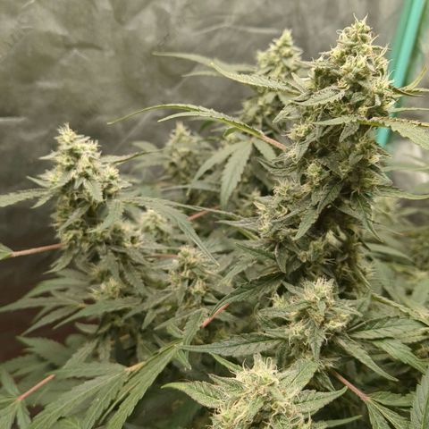 Juicy Fruit Haze Auto 🍑💦🥭 growlog timeline photo