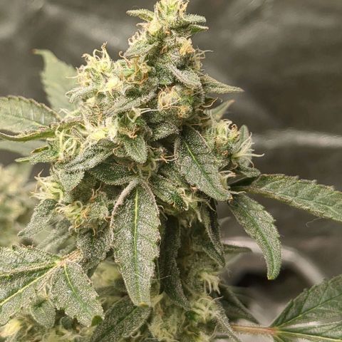 Juicy Fruit Haze Auto 🍑💦🥭 growlog photo: I love this bud structure, trimming will be a breeze. This has all of the haze traits - but it's dense.