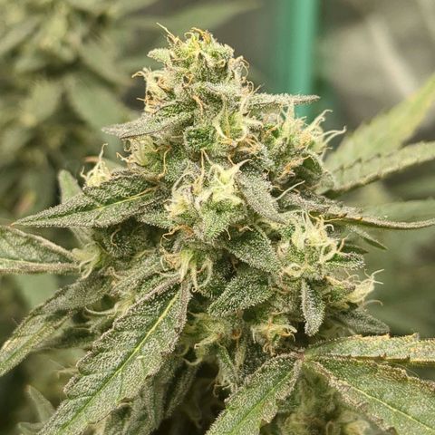 Juicy Fruit Haze Auto 🍑💦🥭 growlog photo: I love this bud structure, trimming will be a breeze. This has all of the haze traits - but it's dense.