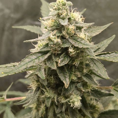 Juicy Fruit Haze Auto 🍑💦🥭 growlog photo: I love this bud structure, trimming will be a breeze. This has all of the haze traits - but it's dense.