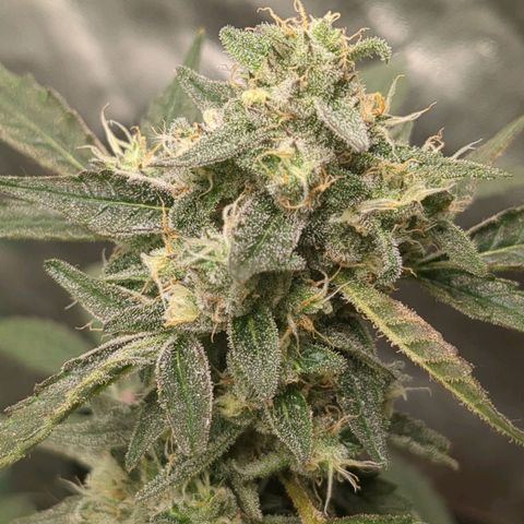 Juicy Fruit Haze Auto 🍑💦🥭 growlog photo: I love this bud structure, trimming will be a breeze. This has all of the haze traits - but it's dense.