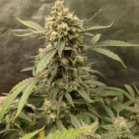 Juicy Fruit Haze Auto 🍑💦🥭 growlog timeline photo