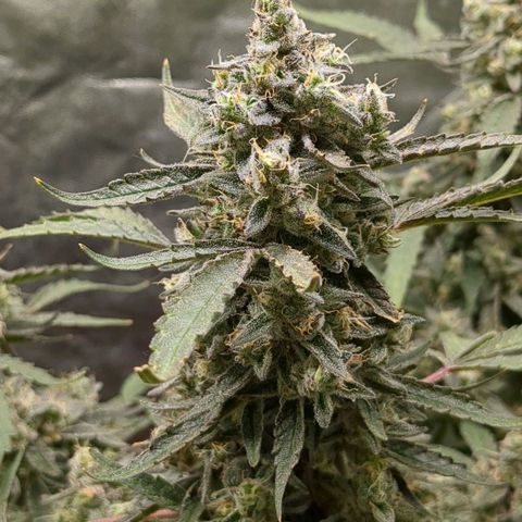 Juicy Fruit Haze Auto 🍑💦🥭 growlog timeline photo