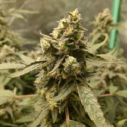 Juicy Fruit Haze Auto 🍑💦🥭 growlog timeline photo