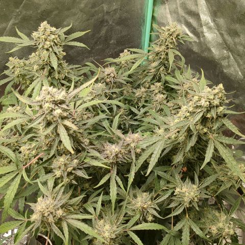 Juicy Fruit Haze Auto 🍑💦🥭 growlog timeline photo