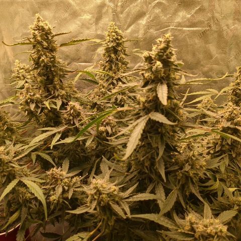 Juicy Fruit Haze Auto 🍑💦🥭 growlog timeline photo