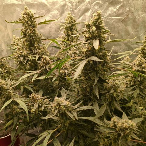 Juicy Fruit Haze Auto 🍑💦🥭 growlog timeline photo