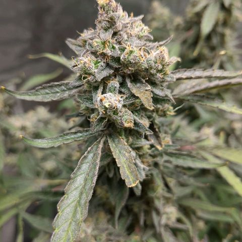 Juicy Fruit Haze Auto 🍑💦🥭 growlog photo: 🪓. Chop Day!