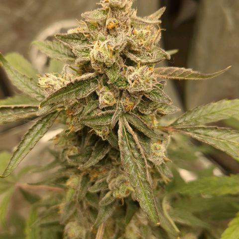 Juicy Fruit Haze Auto 🍑💦🥭 growlog photo: 🪓. Chop Day!