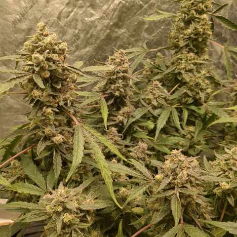 Juicy Fruit Haze Auto 🍑💦🥭 growlog photo: 🪓. Chop Day!