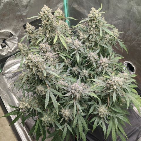 Juicy Fruit Haze Auto 🍑💦🥭 growlog photo: 🪓. Chop Day!