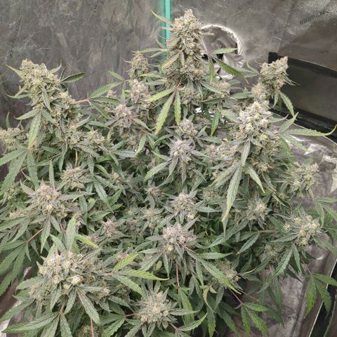 Juicy Fruit Haze Auto 🍑💦🥭 growlog photo: 🪓. Chop Day!