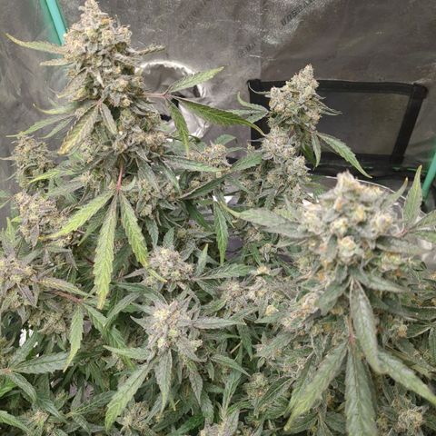 Juicy Fruit Haze Auto 🍑💦🥭 growlog photo: 🪓. Chop Day!
