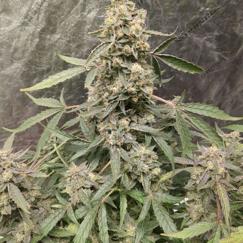 Juicy Fruit Haze Auto 🍑💦🥭 growlog photo: 🪓. Chop Day!