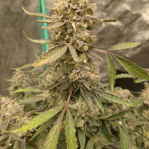 Juicy Fruit Haze Auto 🍑💦🥭 growlog photo: Chop Day 