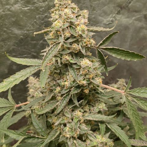 Juicy Fruit Haze Auto 🍑💦🥭 growlog photo: Chop Day 
