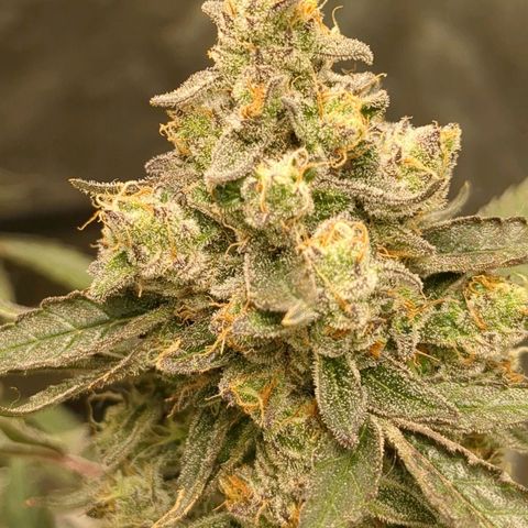 Juicy Fruit Haze Auto 🍑💦🥭 growlog photo: Chop Day 