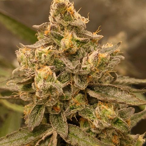 Juicy Fruit Haze Auto 🍑💦🥭 growlog photo: Chop Day 