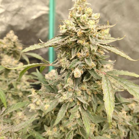 Juicy Fruit Haze Auto 🍑💦🥭 growlog photo: Chop Day 