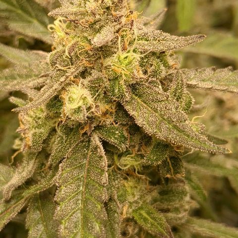 Juicy Fruit Haze Auto 🍑💦🥭 growlog photo: Chop Day 