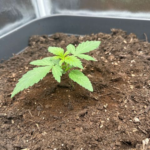 Special queen growlog timeline photo