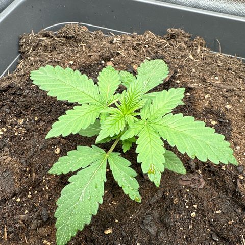 Special queen growlog timeline photo
