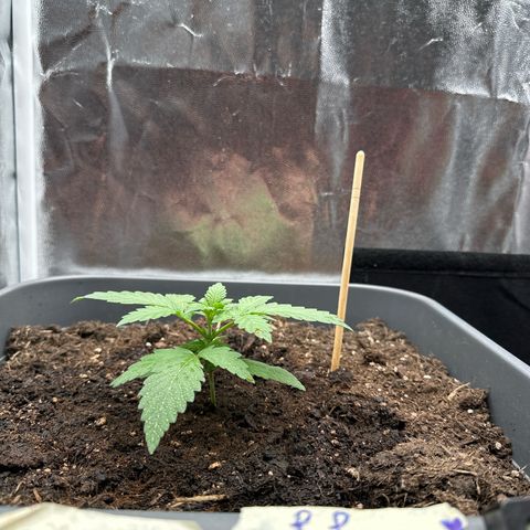 Special queen growlog timeline photo
