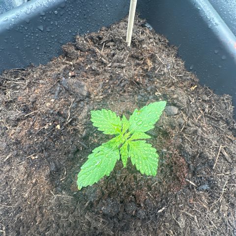 Bubble Kush Automatic growlog timeline photo
