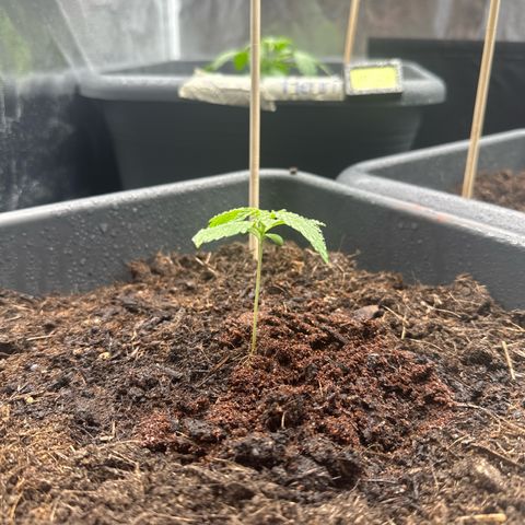 Bubble Kush Automatic growlog timeline photo