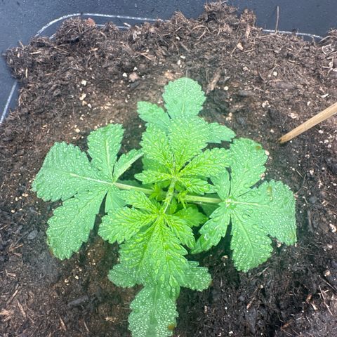 Special queen growlog timeline photo