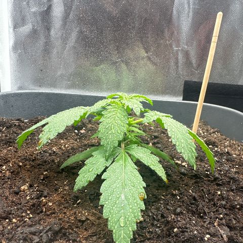 Special queen growlog timeline photo