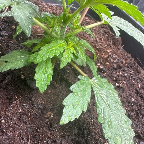 Special queen growlog timeline photo