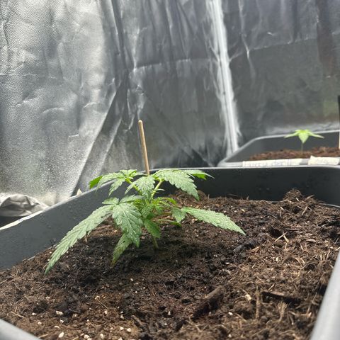 Special queen growlog timeline photo