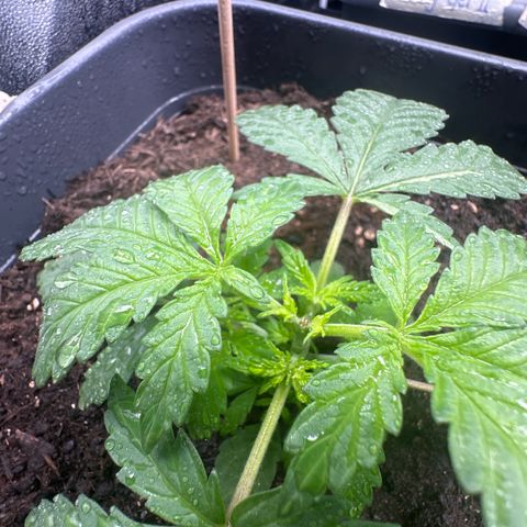 Special queen growlog timeline photo