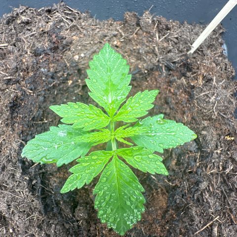 Bubble Kush Automatic growlog timeline photo