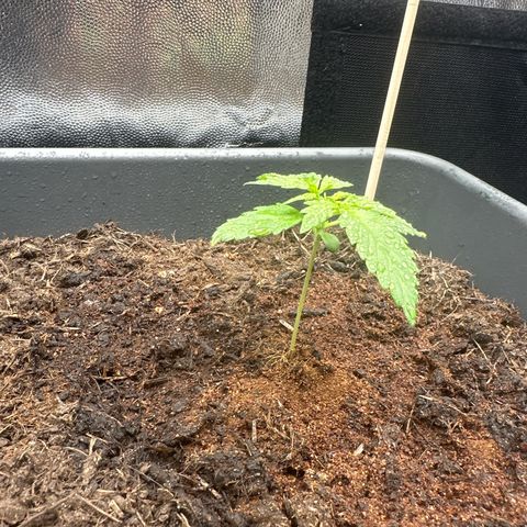 Bubble Kush Automatic growlog timeline photo