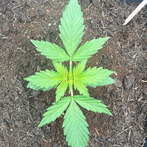 Bubble Kush Automatic growlog timeline photo