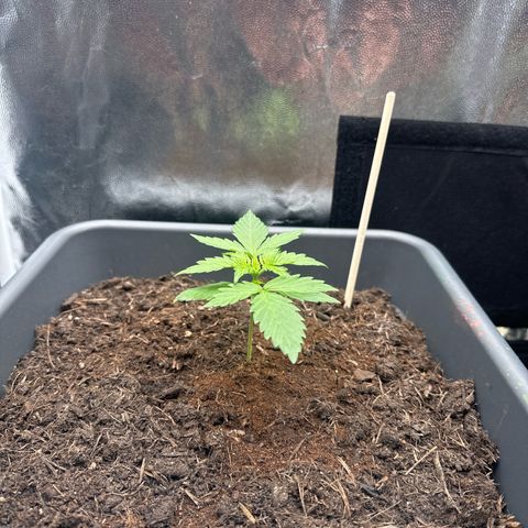 Bubble Kush Automatic growlog timeline photo