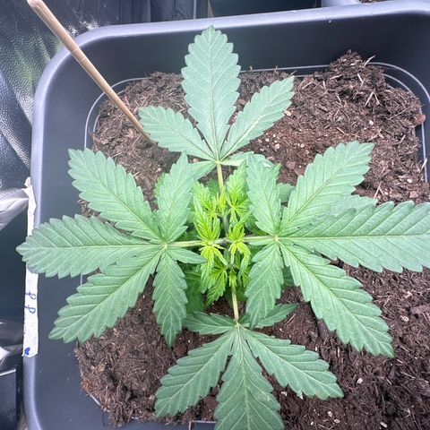 Special queen growlog timeline photo