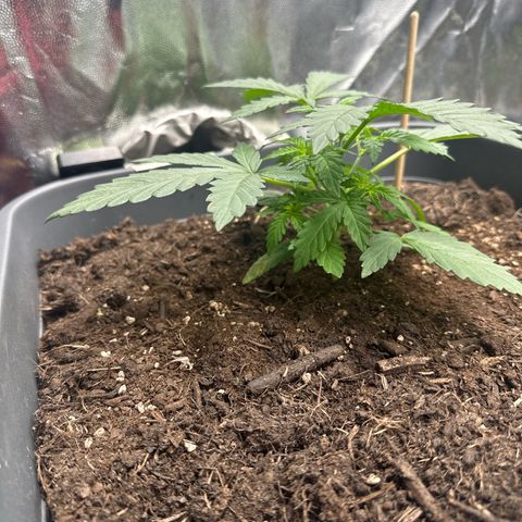 Special queen growlog timeline photo