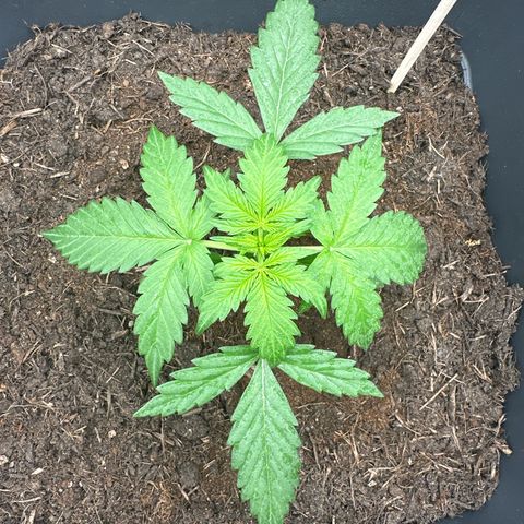 Bubble Kush Automatic growlog timeline photo