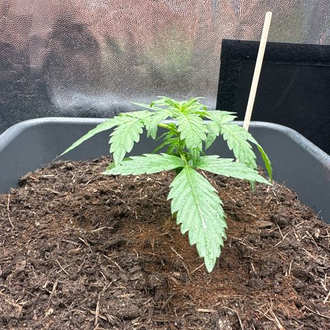 Bubble Kush Automatic growlog timeline photo