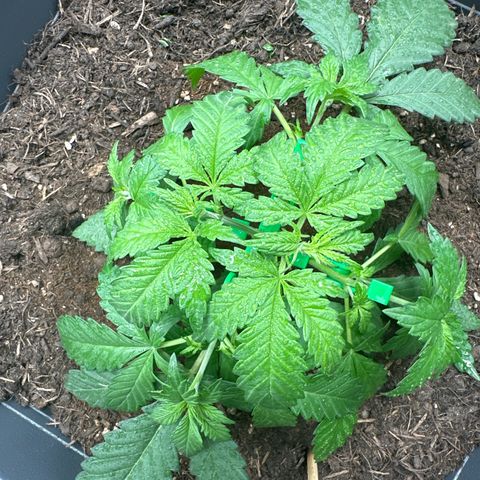 Special queen growlog timeline photo