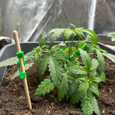 Special queen growlog timeline photo