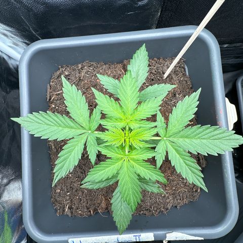 Bubble Kush Automatic growlog timeline photo