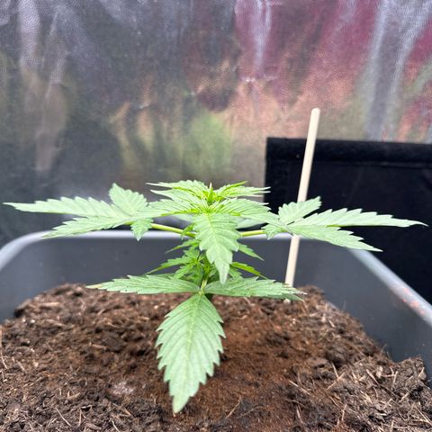 Bubble Kush Automatic growlog timeline photo