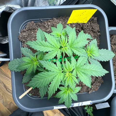 Special queen growlog timeline photo