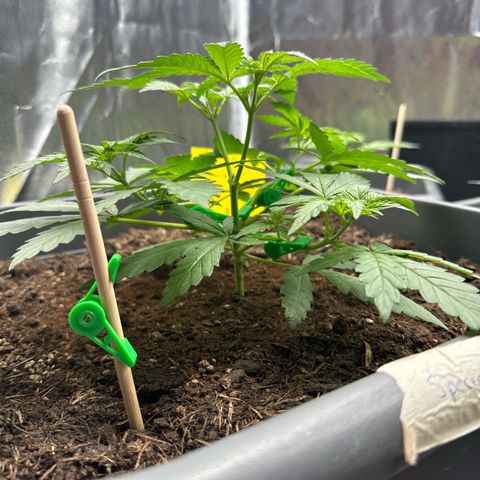 Special queen growlog timeline photo