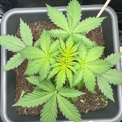 Bubble Kush Automatic growlog timeline photo